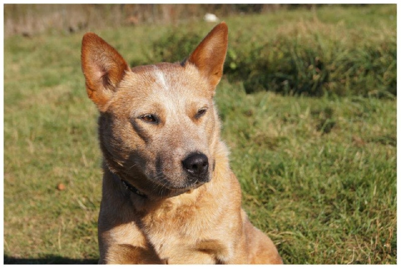 Cooma red (Sans Affixe)