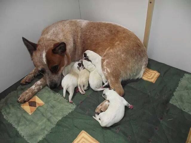 Chiot Bouvier australien Of outback australia